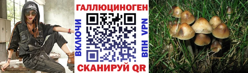где продают наркотики  Черкесск  Псилоцибиновые грибы Psilocybe 